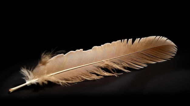 Photo isolated feather in studio