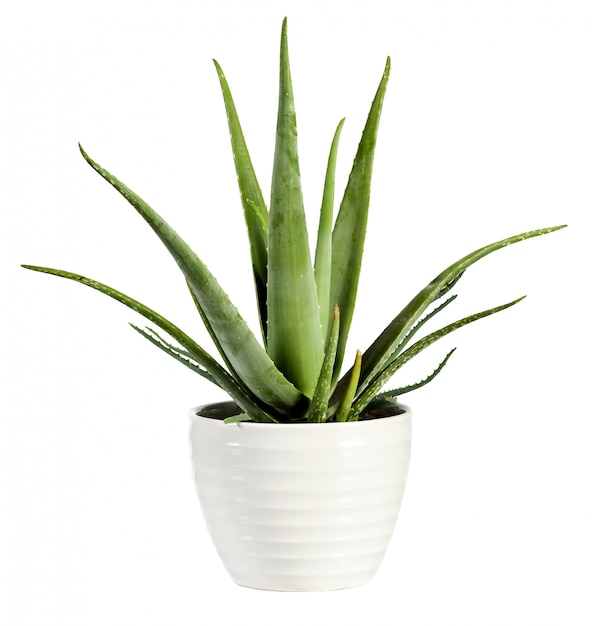 Isolated fresh Aloe vera plant in a flowerpot