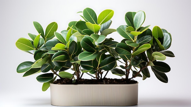 Isolated fresh rubber plant in pot on a white background