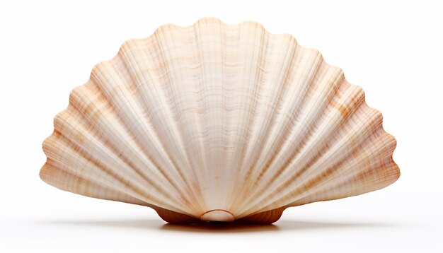 Isolated Front View of Seashell