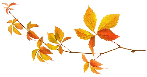 Isolated grape autumn yellow and red leaves on wild vine branch on white background