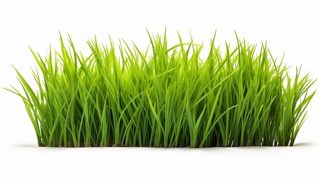 Isolated Grass on White Background Clipping Path