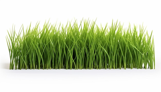 Isolated Grass on White Background Clipping Path