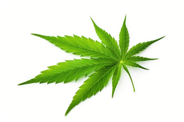 Isolated green Cannabis leaf on white background Close up of cutout Hemp leaf Marijuana is derived f