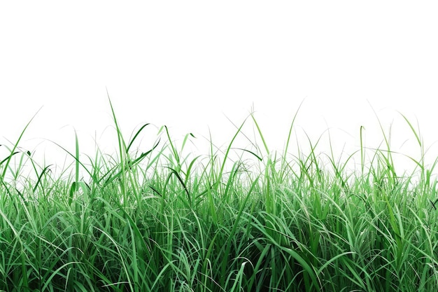 Isolated green grass on a white background