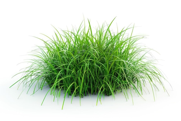 Isolated green grass on a white background