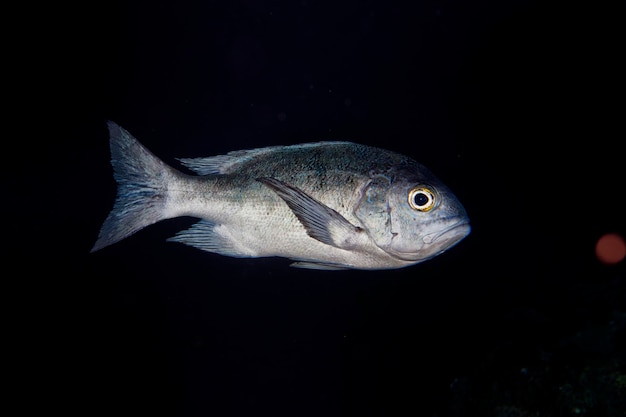 Isolated grey fish on the black background in night dive