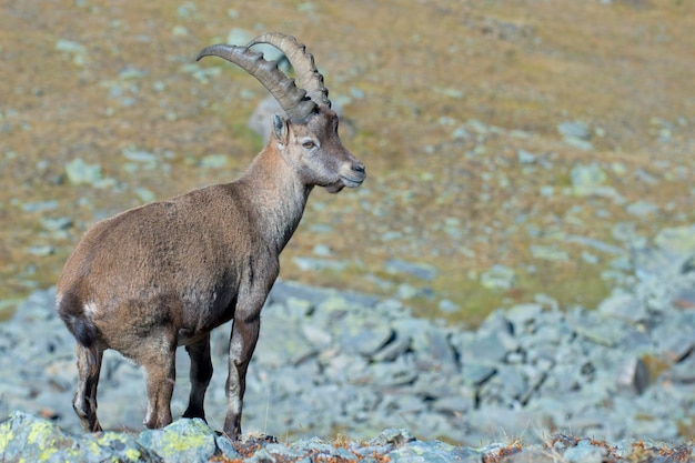 An isolated ibex deer long horn sheep close up portrait on the brown and rocks background in Italian Dolomites