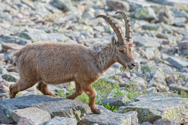 Isolated ibex deer long horn sheep Steinbock