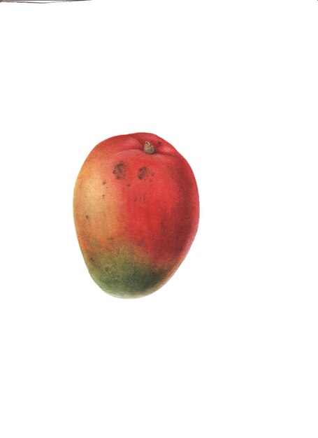 Isolated illustration with mango on a white background All elements are hand painted in w