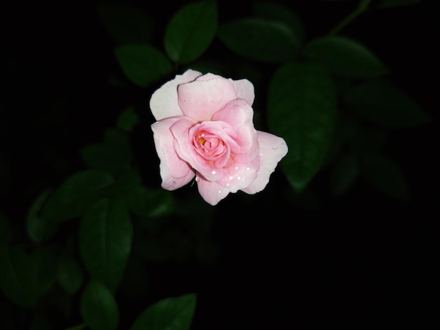 Isolated image of a stunning pink rose on dark background