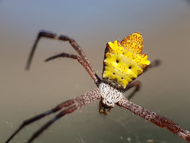 Isolated Insect on Green Nature, Macro Photo