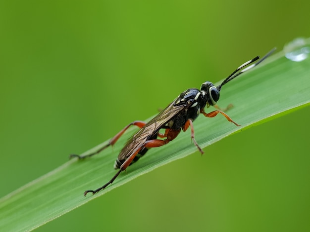 Isolated Insect on Green Nature, Macro Photo