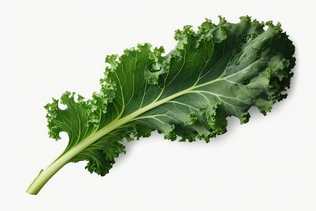 Isolated Kale Leaf With Transparent Background