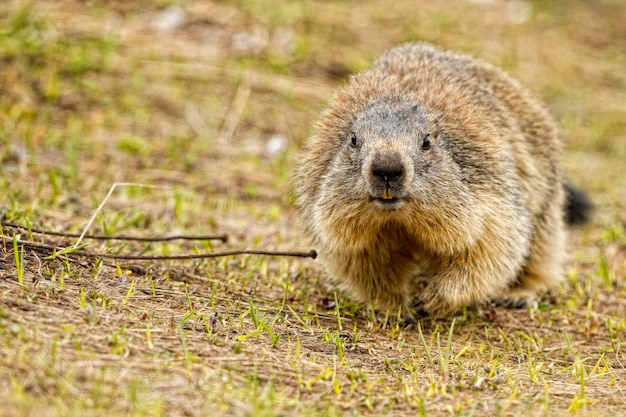 Isolated marmot portrait while coming to you