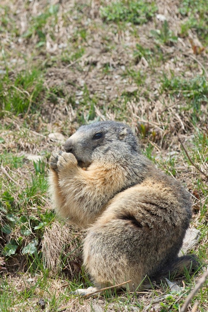 Isolated marmot sitting and eating