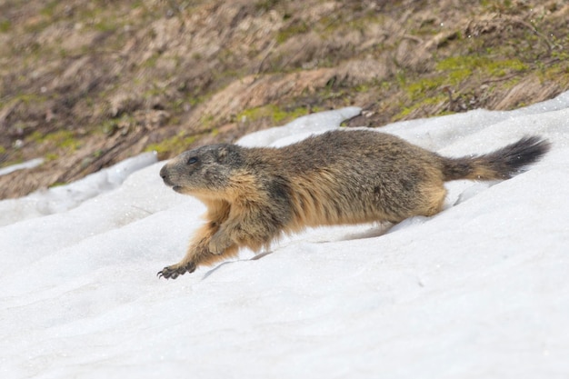 Isolated Marmot while running on the snow