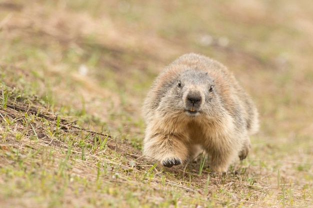 Isolated Marmot