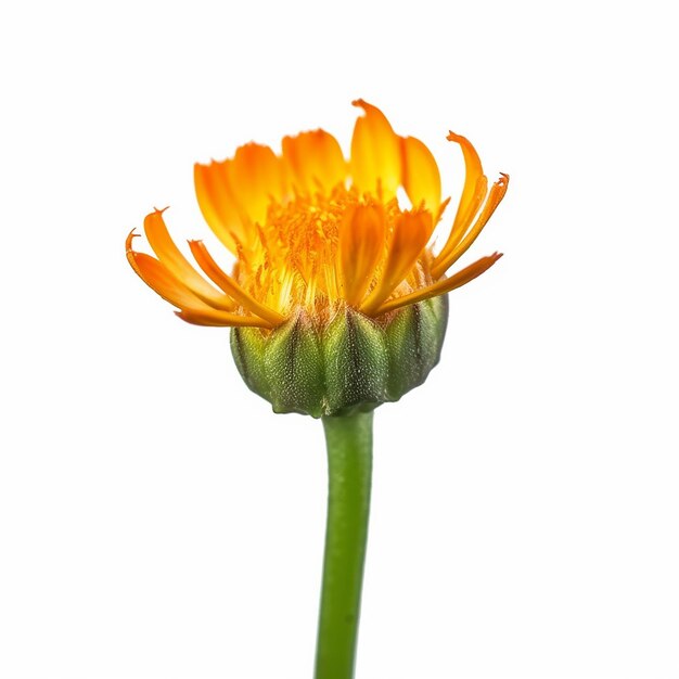 Isolated Mini Stalk Orange Flower on Clear Background