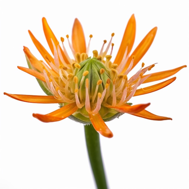 Isolated Mini Stalk Orange Flower