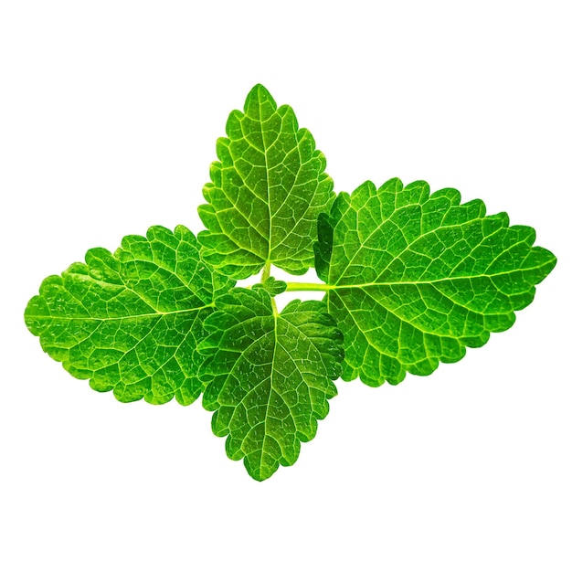 Isolated Mint leaf Fresh mint on white background