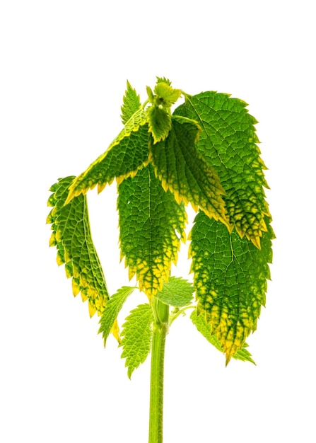 Isolated nettle leaves on white background shot closeup