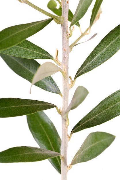 Isolated olive tree branch