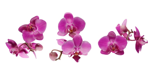 Isolated orchid on a white background d rendering