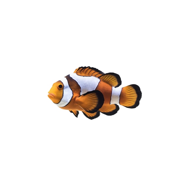 Isolated photo of a colorful clownfish on a white background