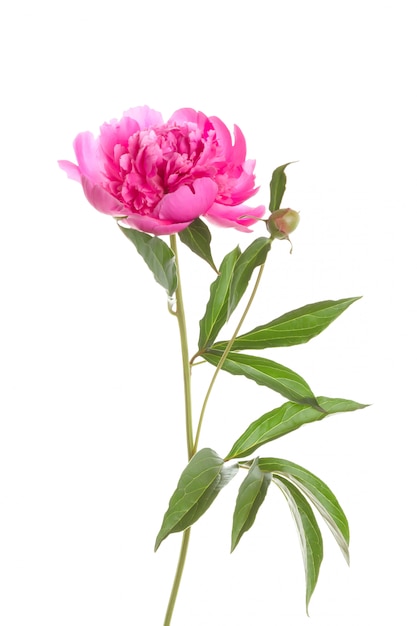 Isolated pink peony