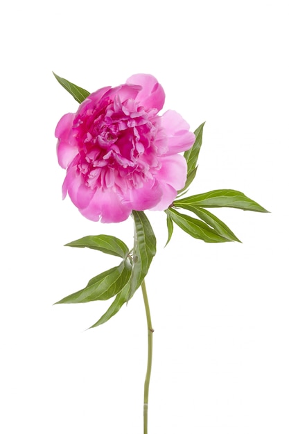 Isolated pink peony