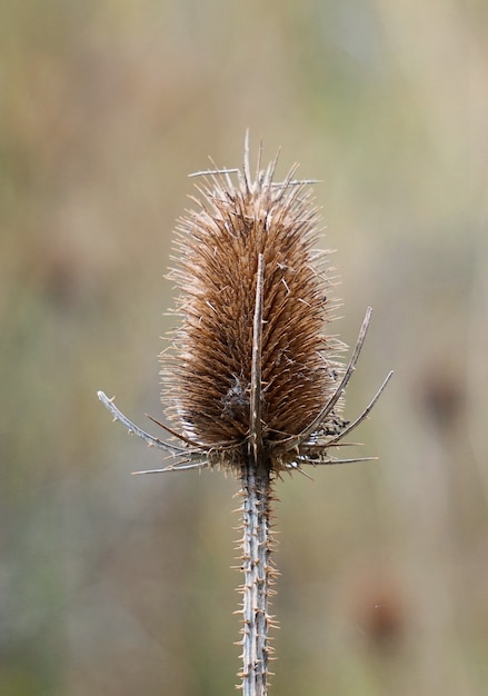                                  the isolated plant in the garden in the nature