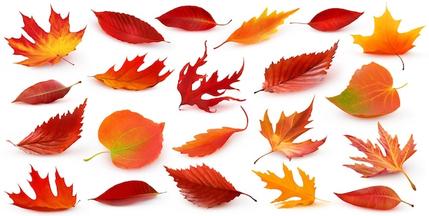 Isolated red autumn tree leaves collection