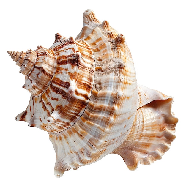 Isolated sea shell on white