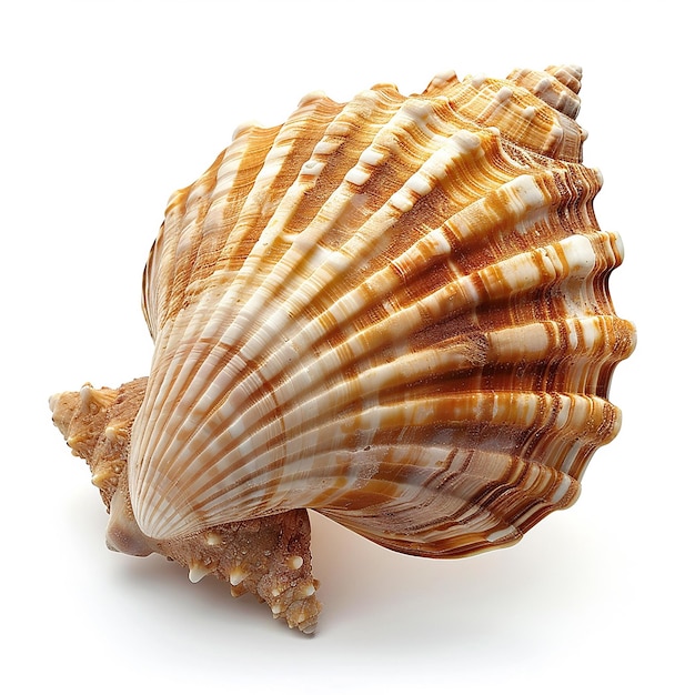 Isolated sea shell on white