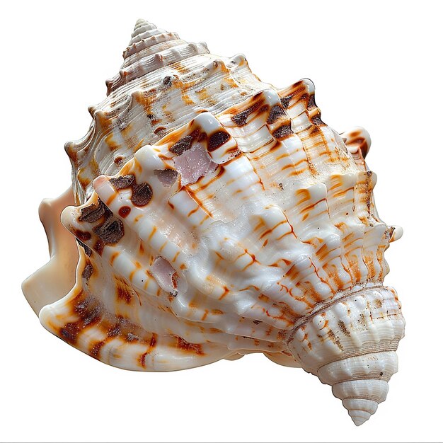 Isolated sea shell on white