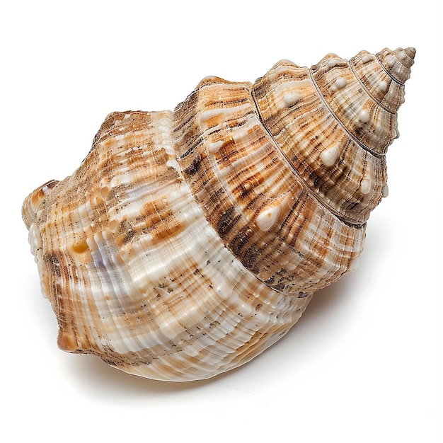 Isolated sea shell on white