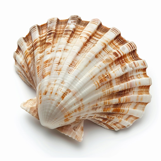 Isolated sea shell on white