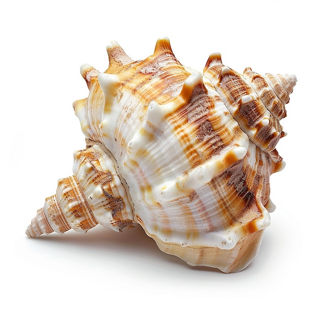 Isolated sea shell on white