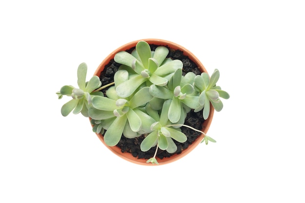 Isolated Succulent Cactus Plant In A Pot in Table Top View with Clipping Path on White Background