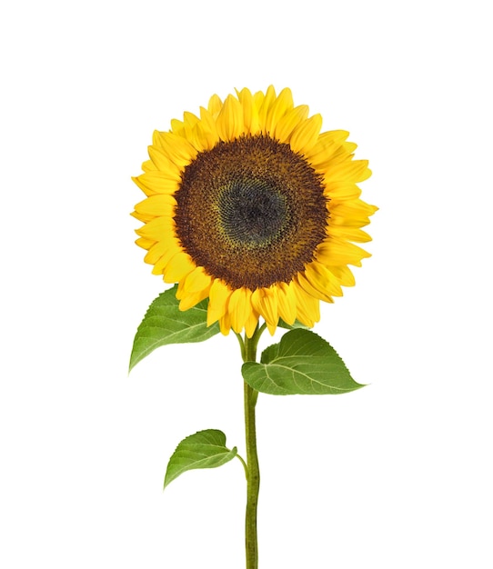 Isolated sunflower on a white background