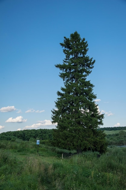 Isolated Tall Green Wild Pine Tree a tall lonely pine tree with two peaks Ulyanovsk