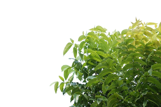 Isolated tree on white background