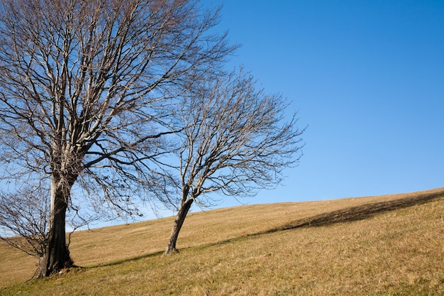 Isolated trees on blue sky Minimal nature background