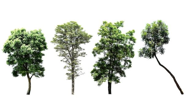 Isolated of trees on the white background