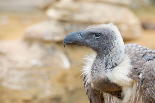 Isolated vulture, buzzard looking at you