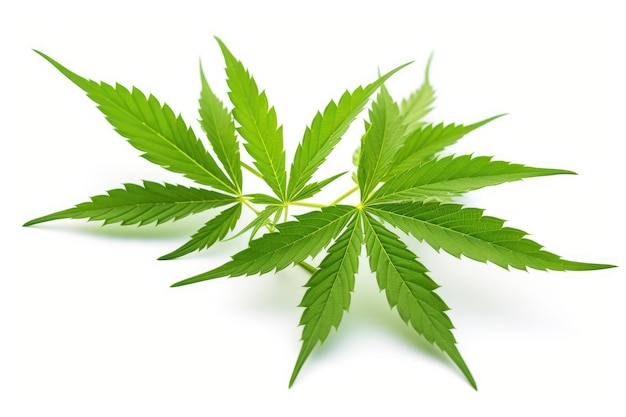 Isolated white background medical marijuana leaves grow