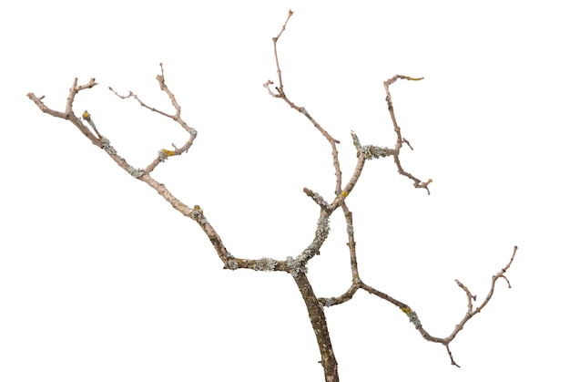 Isolated on a white background, widespread shoots on a dry branch