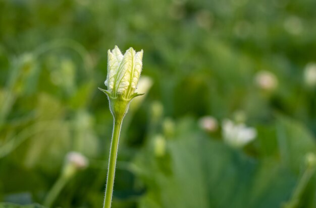 Isolated white bottle gourd or calabash flower blooming inside of an agricultural farm