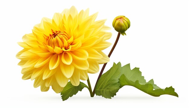 Isolated Yellow Flower in Elevated Side View